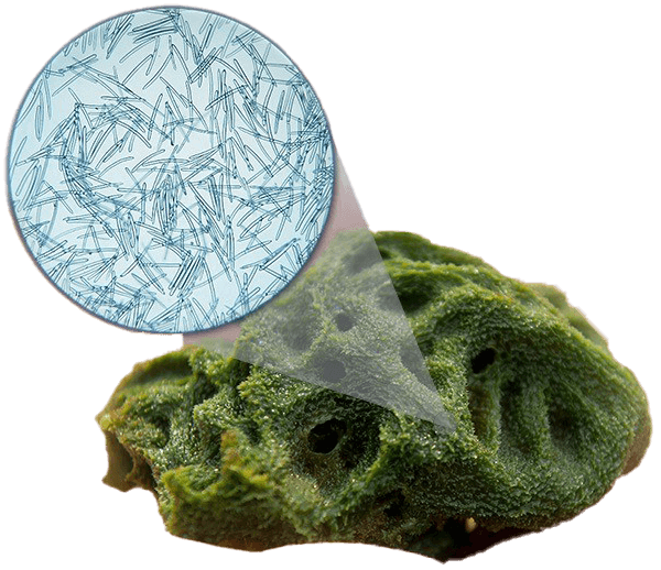 Microspicule naturale din burete de apă dulce folosite în bio-microneedling